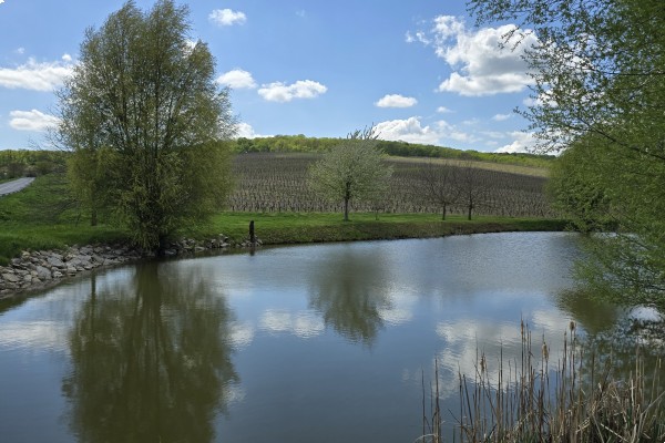 Stavební pozemek o výměře 781m2, v obci Milovice u Mikulova