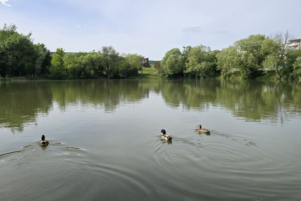 Pronájem bytu 1+1 (45m2) s lodžií, Brno – Řečkovice, ul. Renčova 17